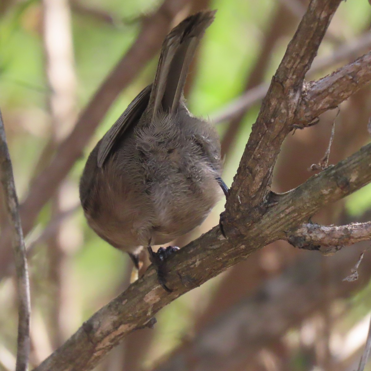 Bushtit - ML646076164