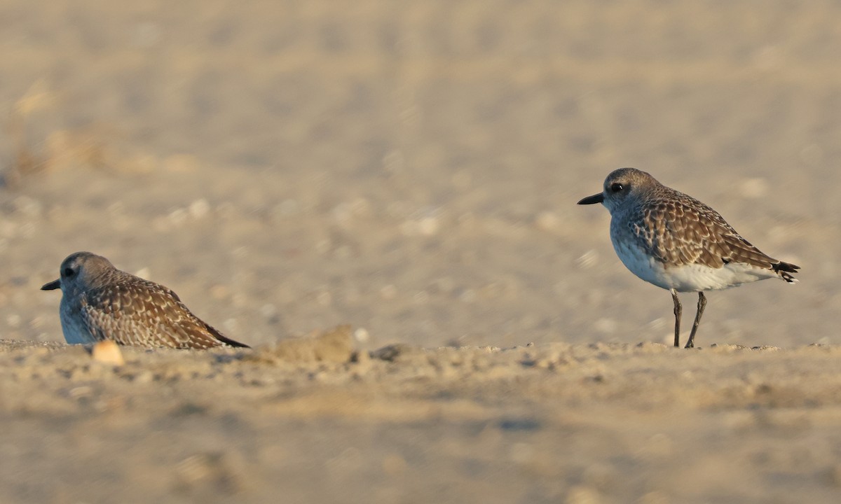 灰斑鴴 - ML646076165