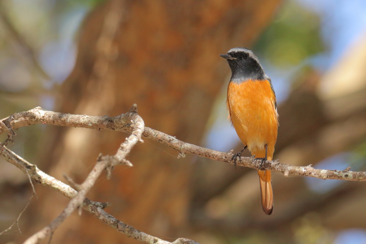 חכלילית סיבירית - ML646076167