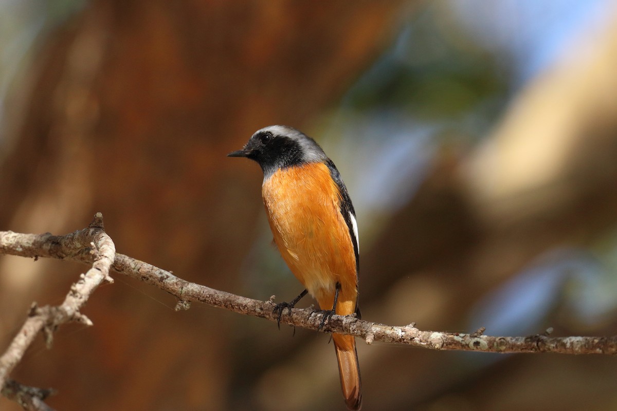 חכלילית סיבירית - ML646076168