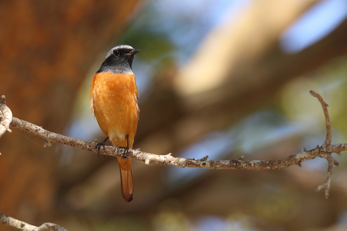 חכלילית סיבירית - ML646076169