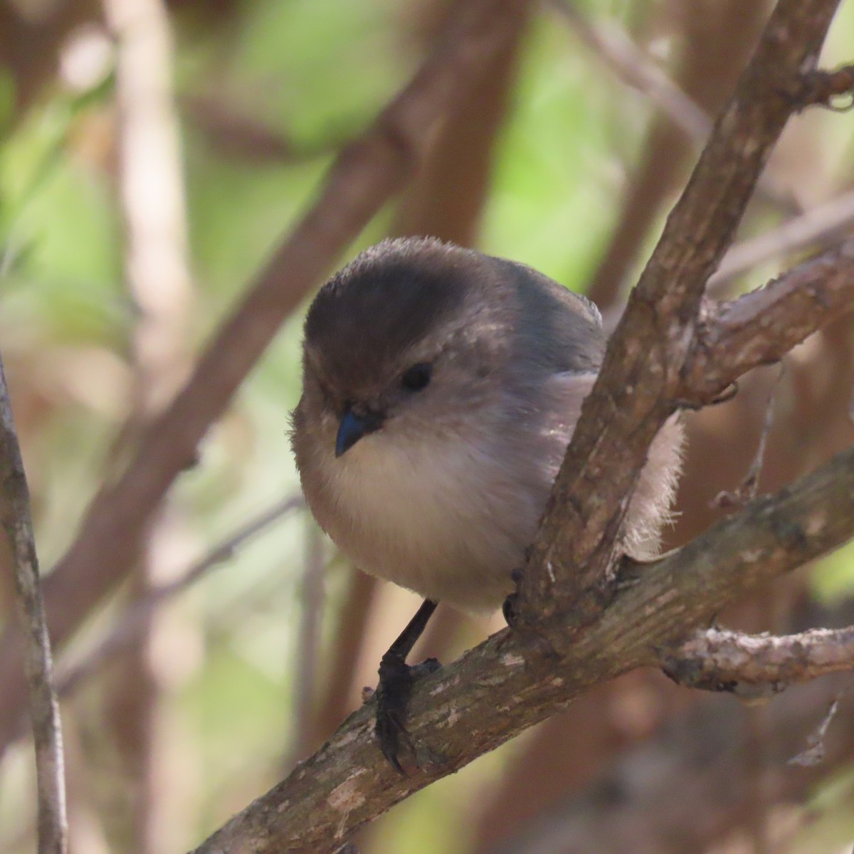 Bushtit - ML646076170