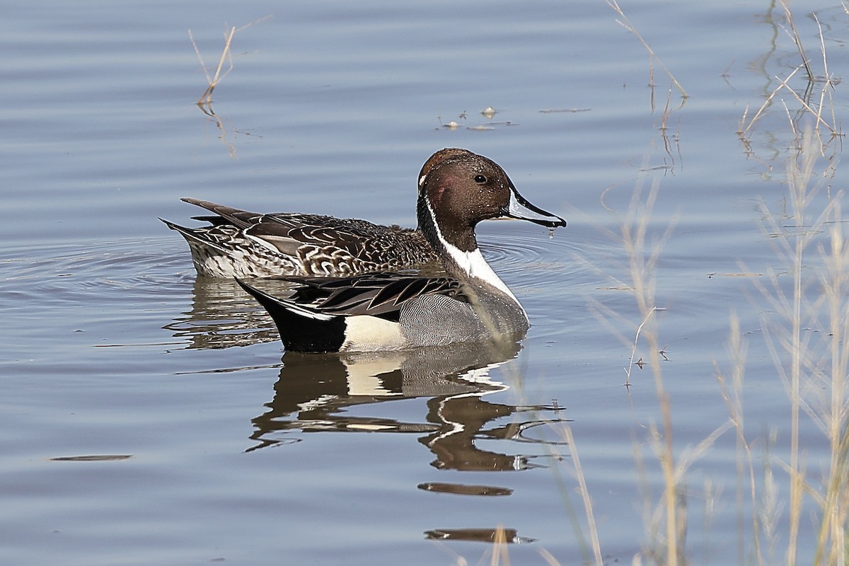 尖尾鴨 - ML646076172