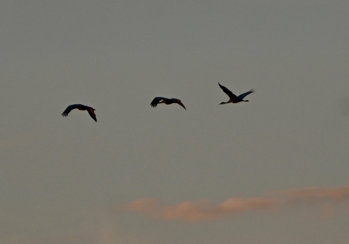 沙丘鶴 - ML646076173