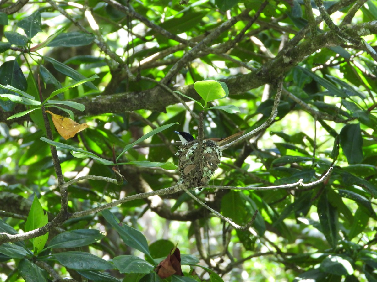 Shining Flycatcher - ML646076175