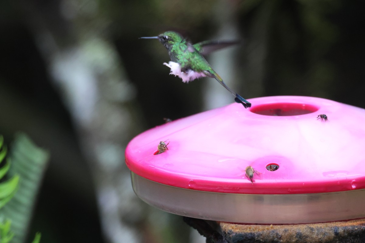 White-booted Racket-tail - ML646076176