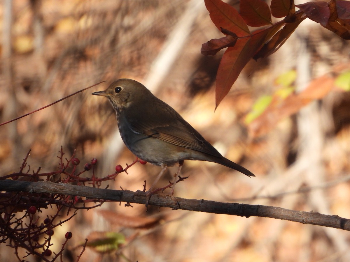 Hermit Thrush - ML646076187