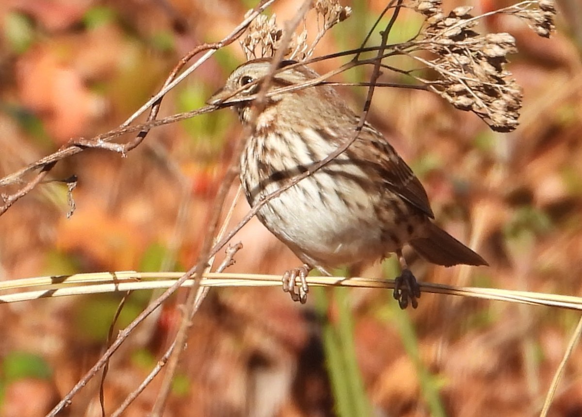 Song Sparrow - ML646076189