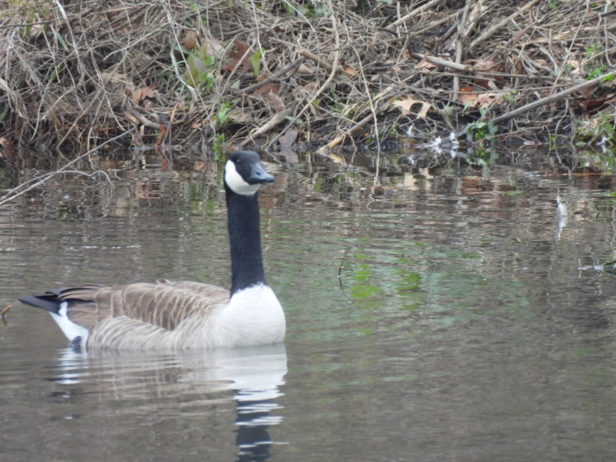 Canada Goose - ML646076190