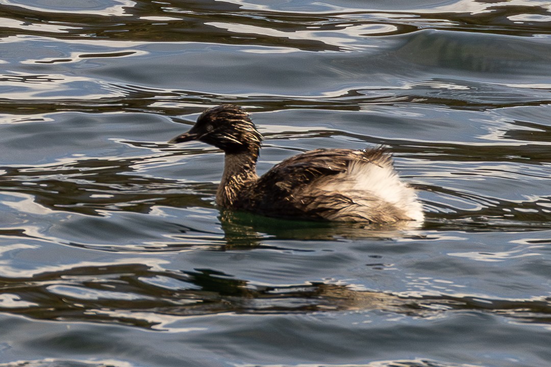 Zampullín Canoso - ML646076203