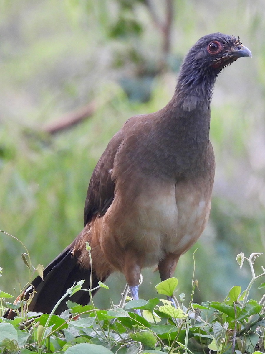 West Mexican Chachalaca - ML646076204
