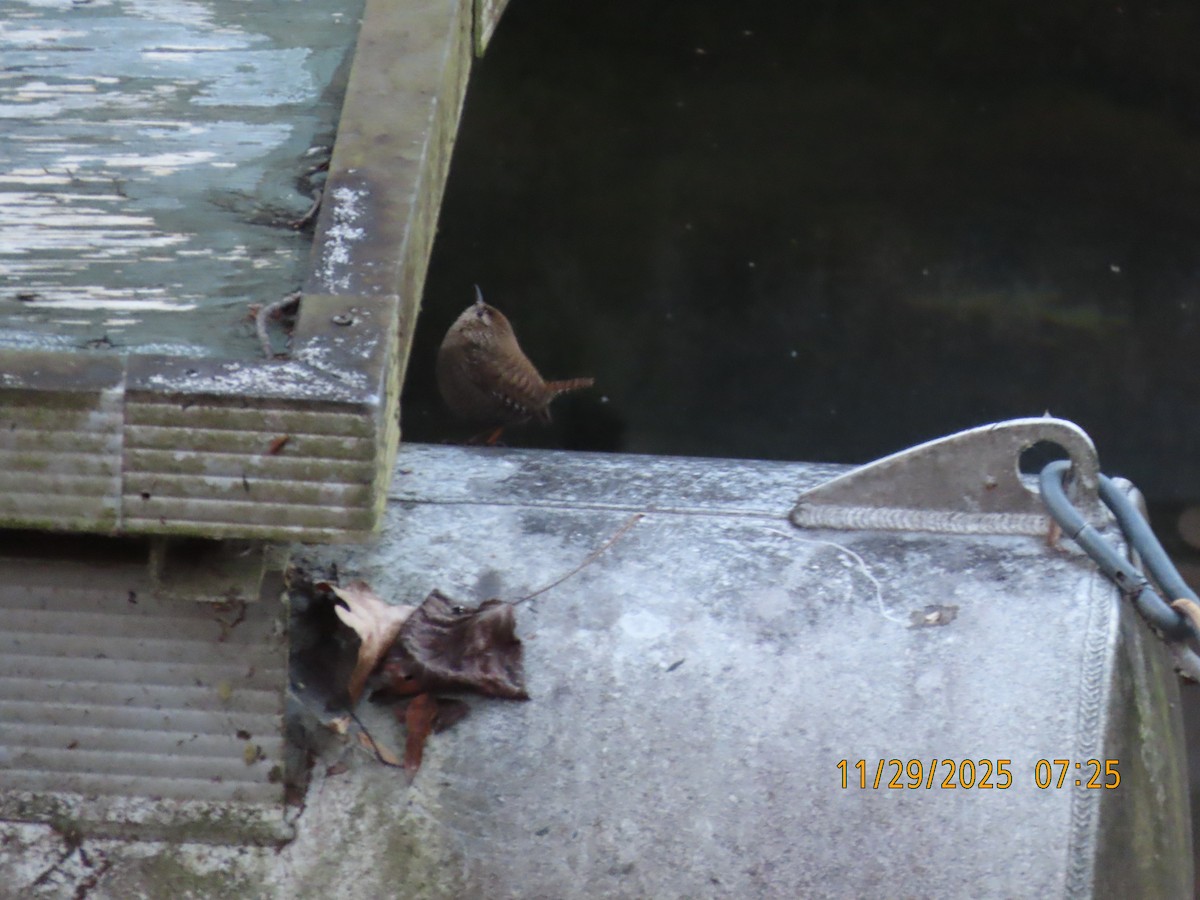 Winter Wren - ML646076209