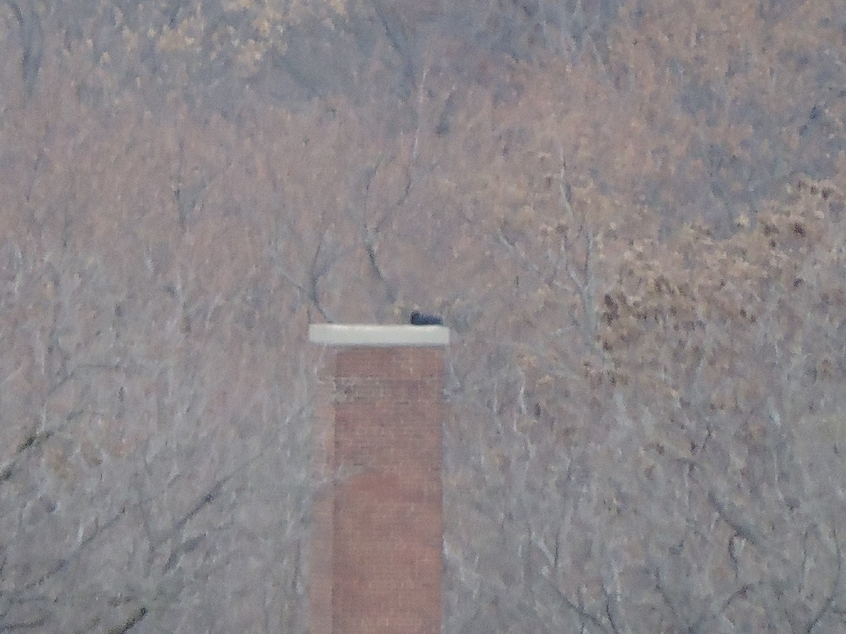 Black Vulture - ML646076212