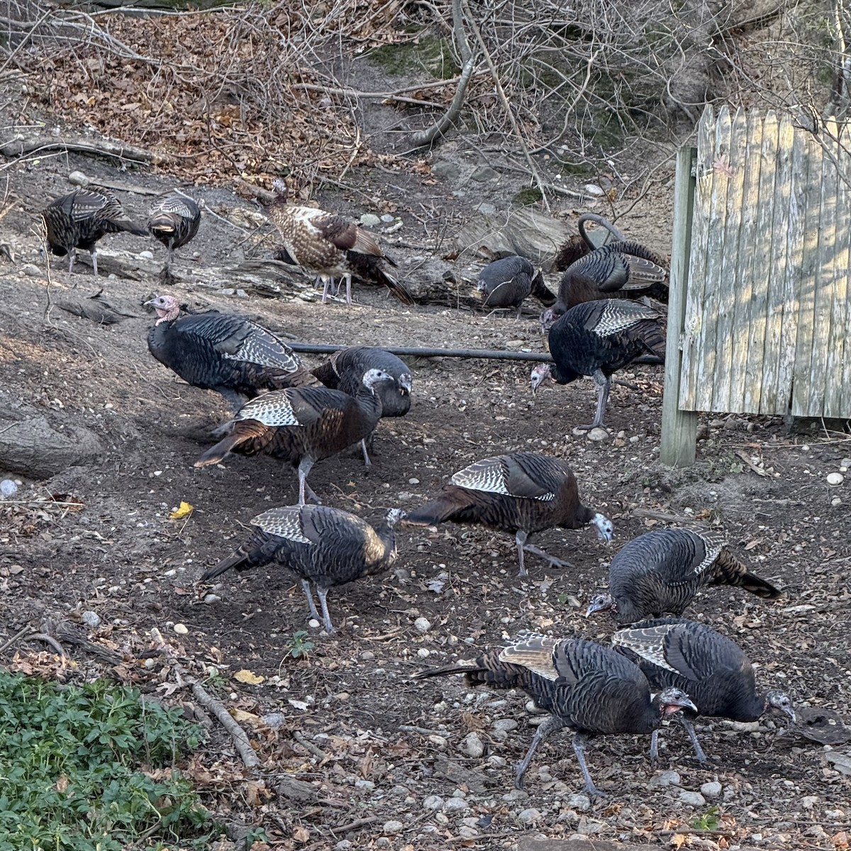 火雞 - ML646076217