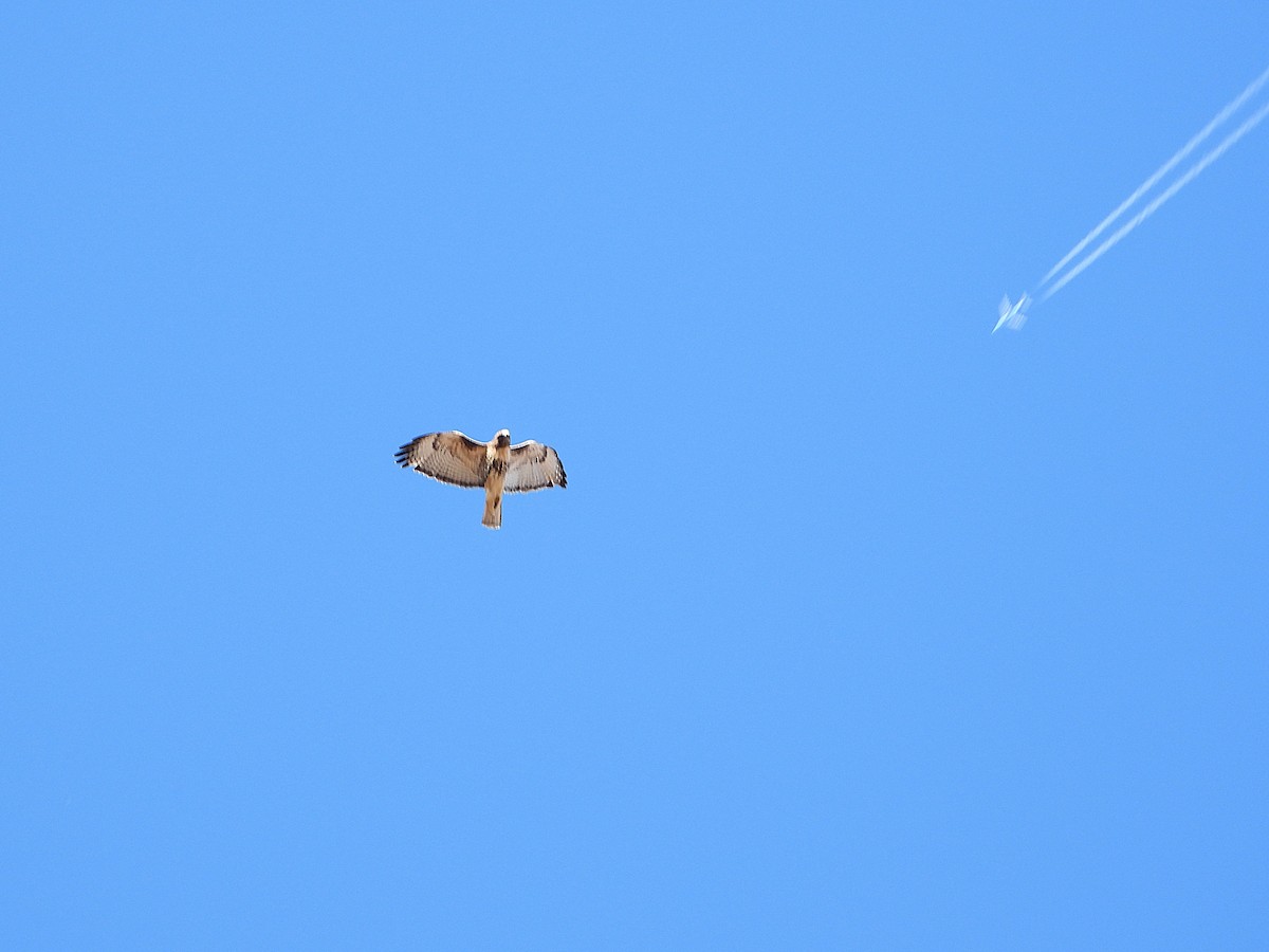 Red-tailed Hawk - ML646076220