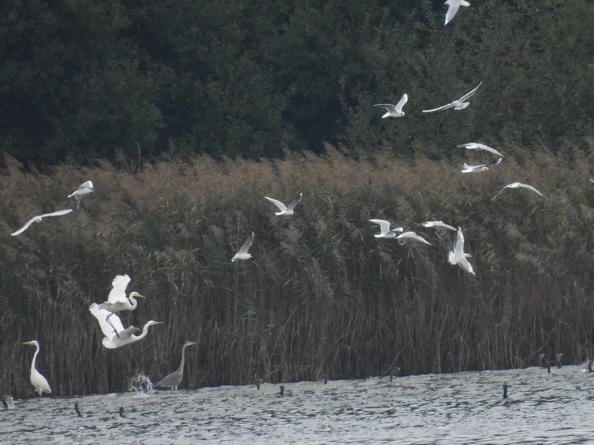 kormorán velký - ML646076225