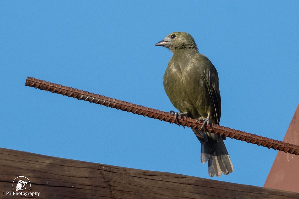 Palm Tanager - ML646076240