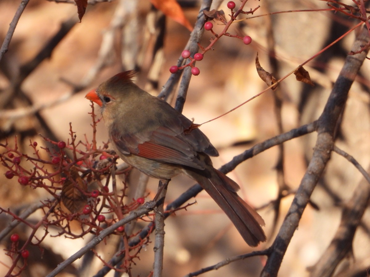 Northern Cardinal - ML646076243