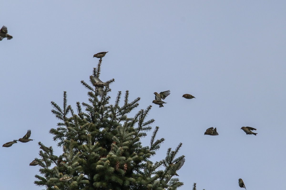 stripesisik - ML646076254