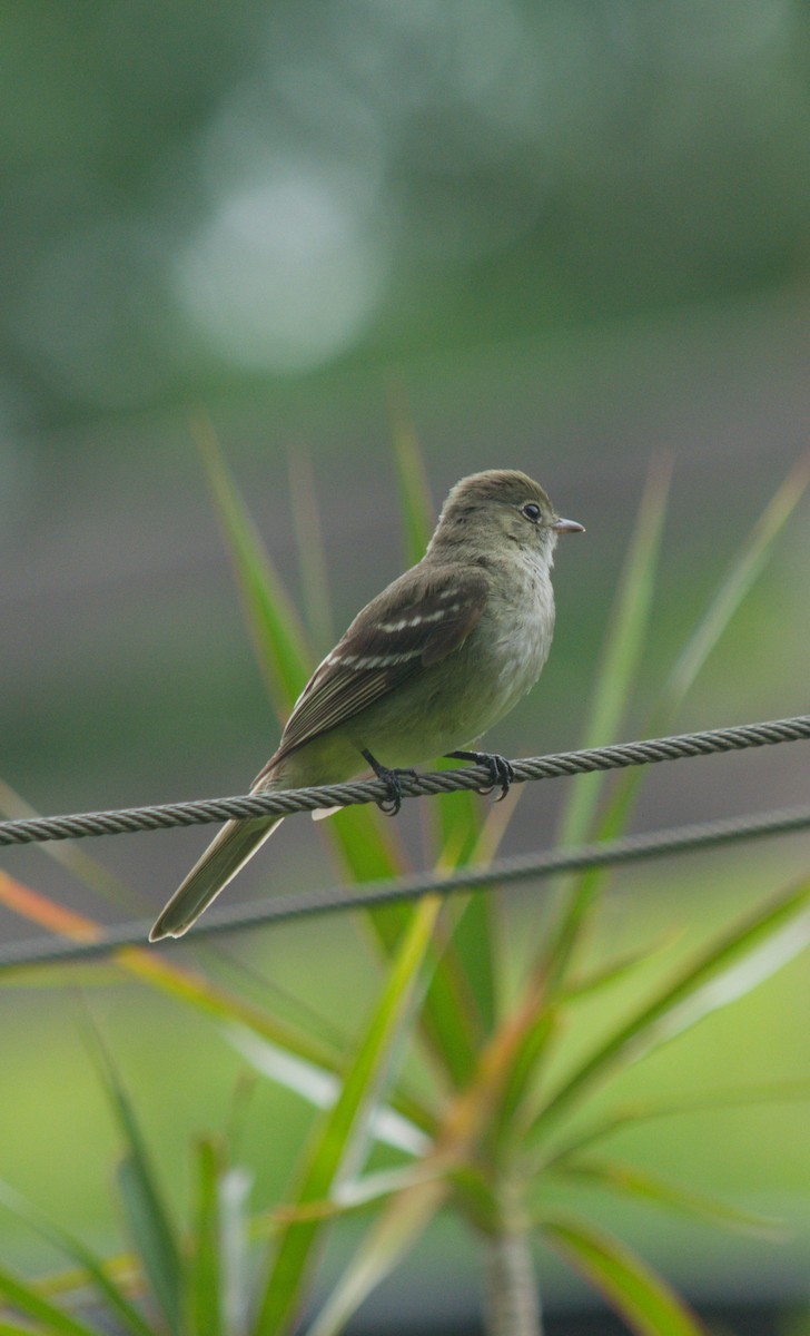 Small-billed Elaenia - ML646076256