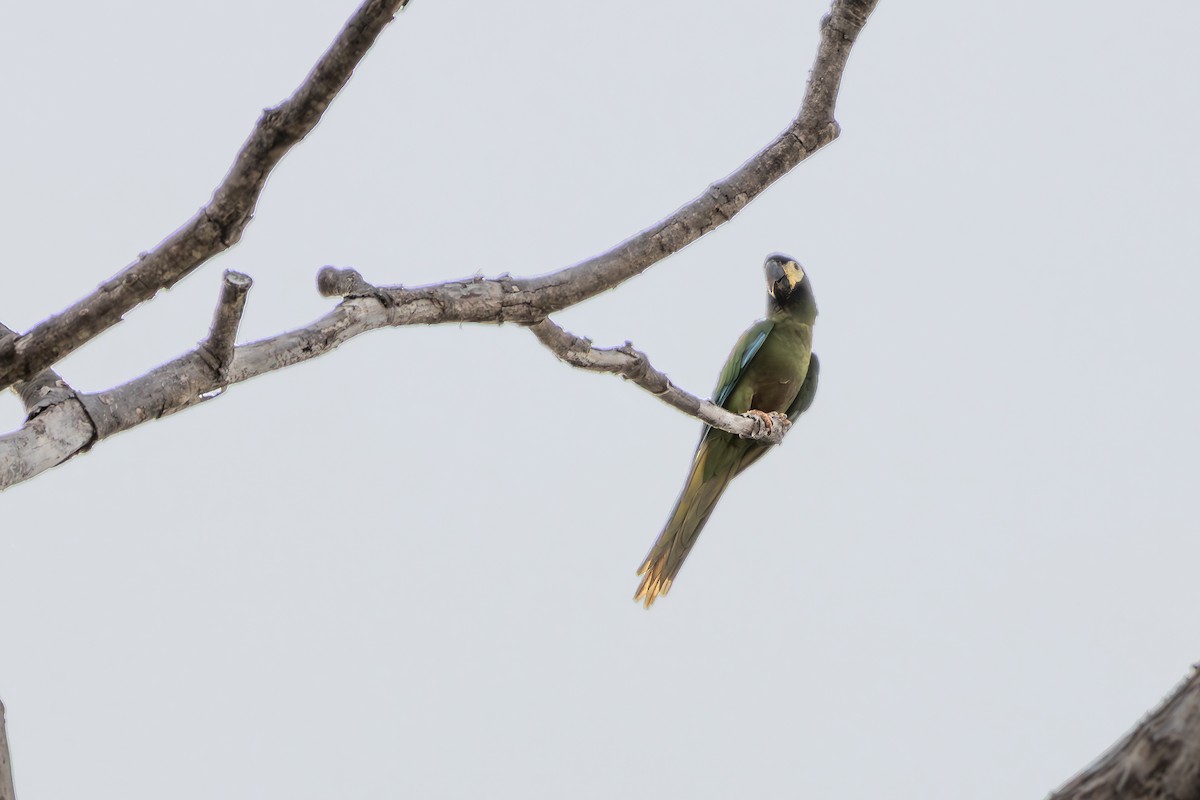 Yellow-collared Macaw - ML646076257