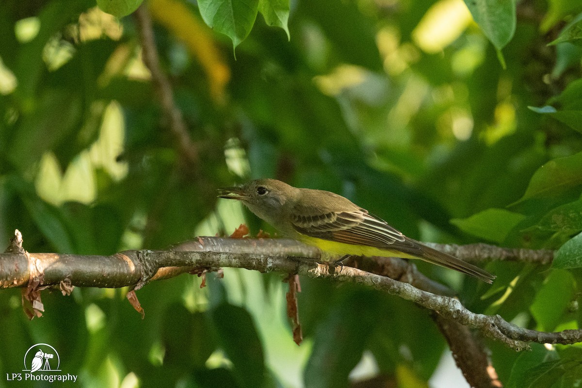 Sarı Karınlı Sinekkapan - ML646076265