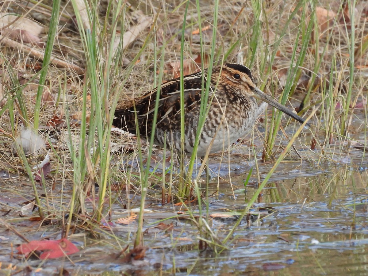 Wilson's Snipe - ML646076271