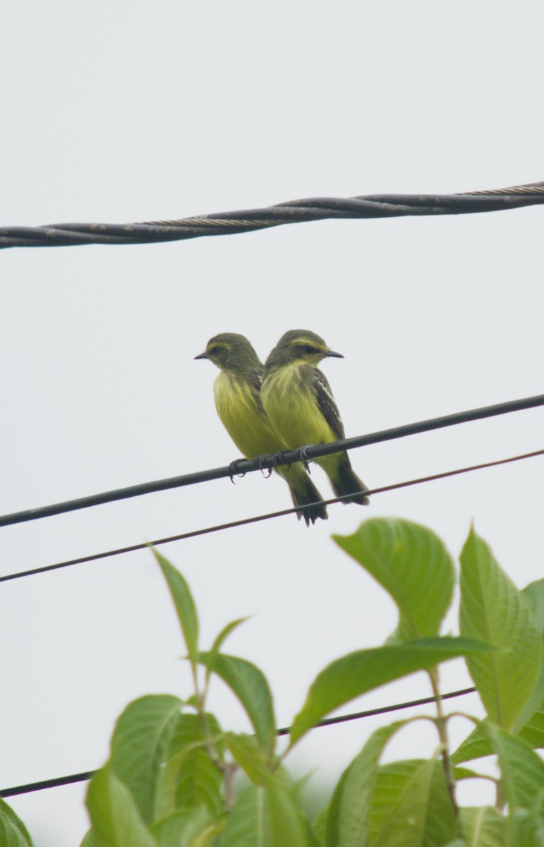 Yellow-browed Tyrant - ML646076273