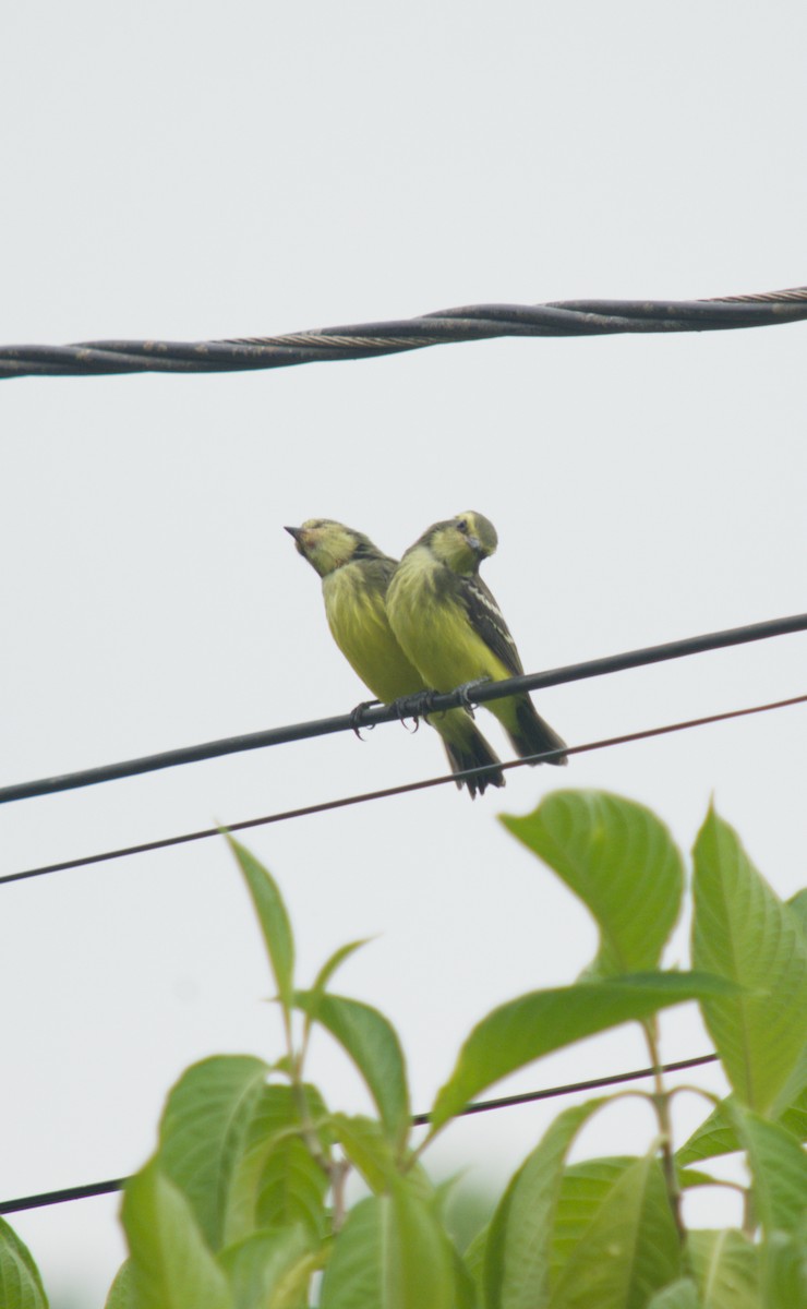 Yellow-browed Tyrant - ML646076274