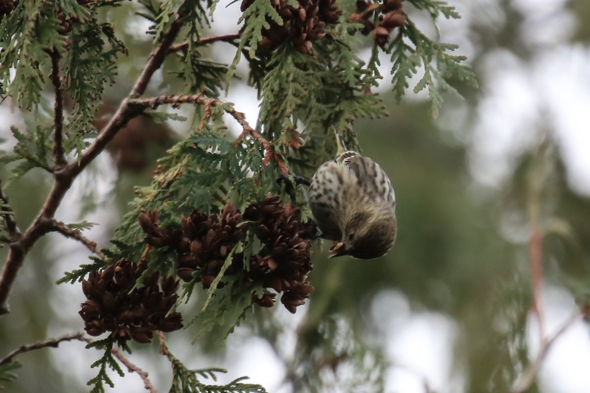 stripesisik - ML646076275