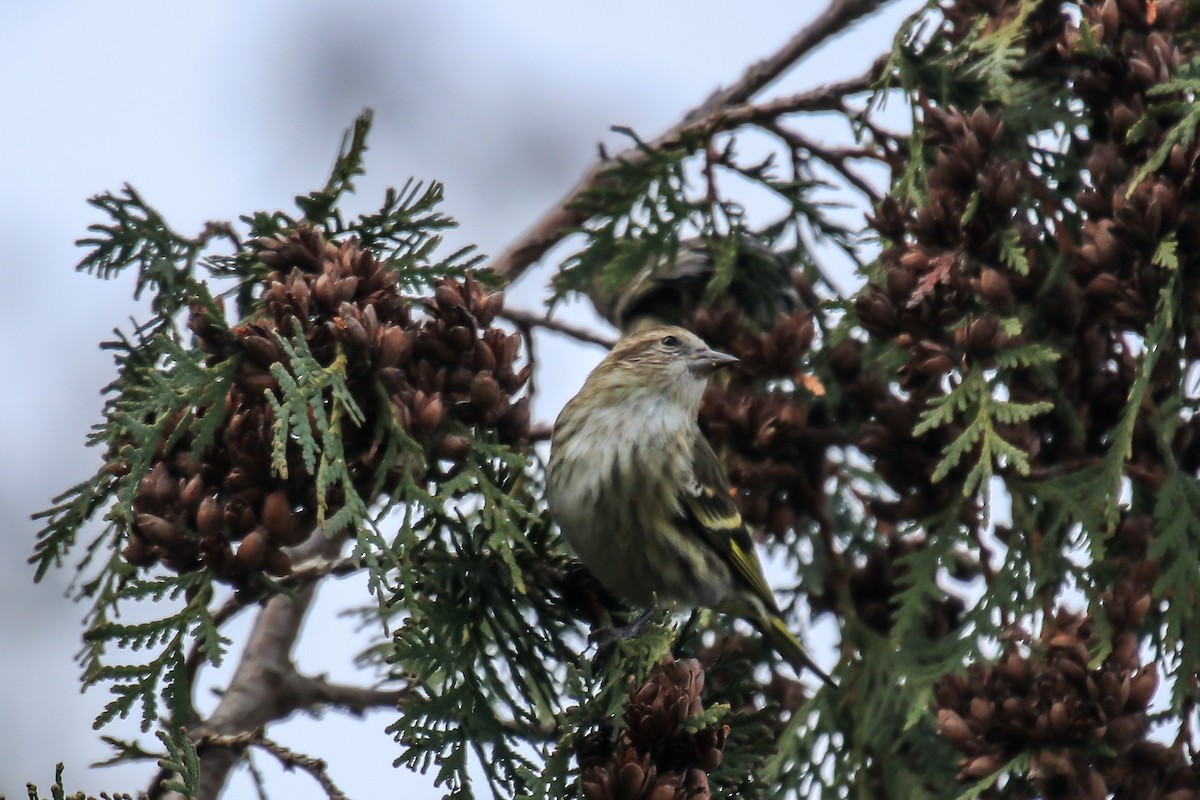 stripesisik - ML646076276