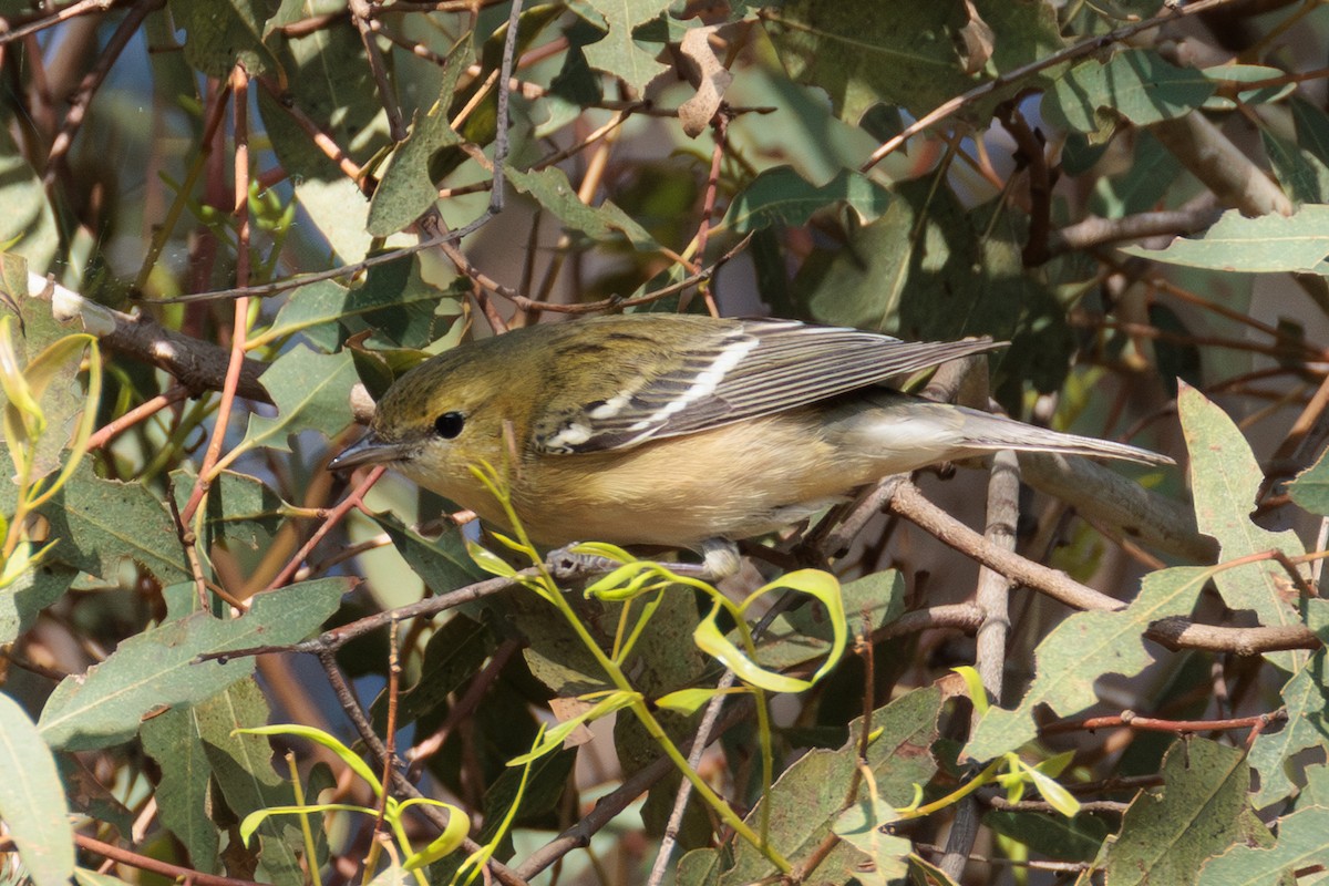 Bay-breasted Warbler - ML646076288