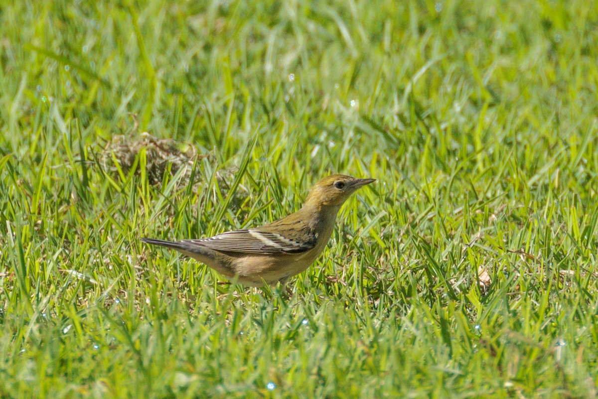 Bay-breasted Warbler - ML646076290