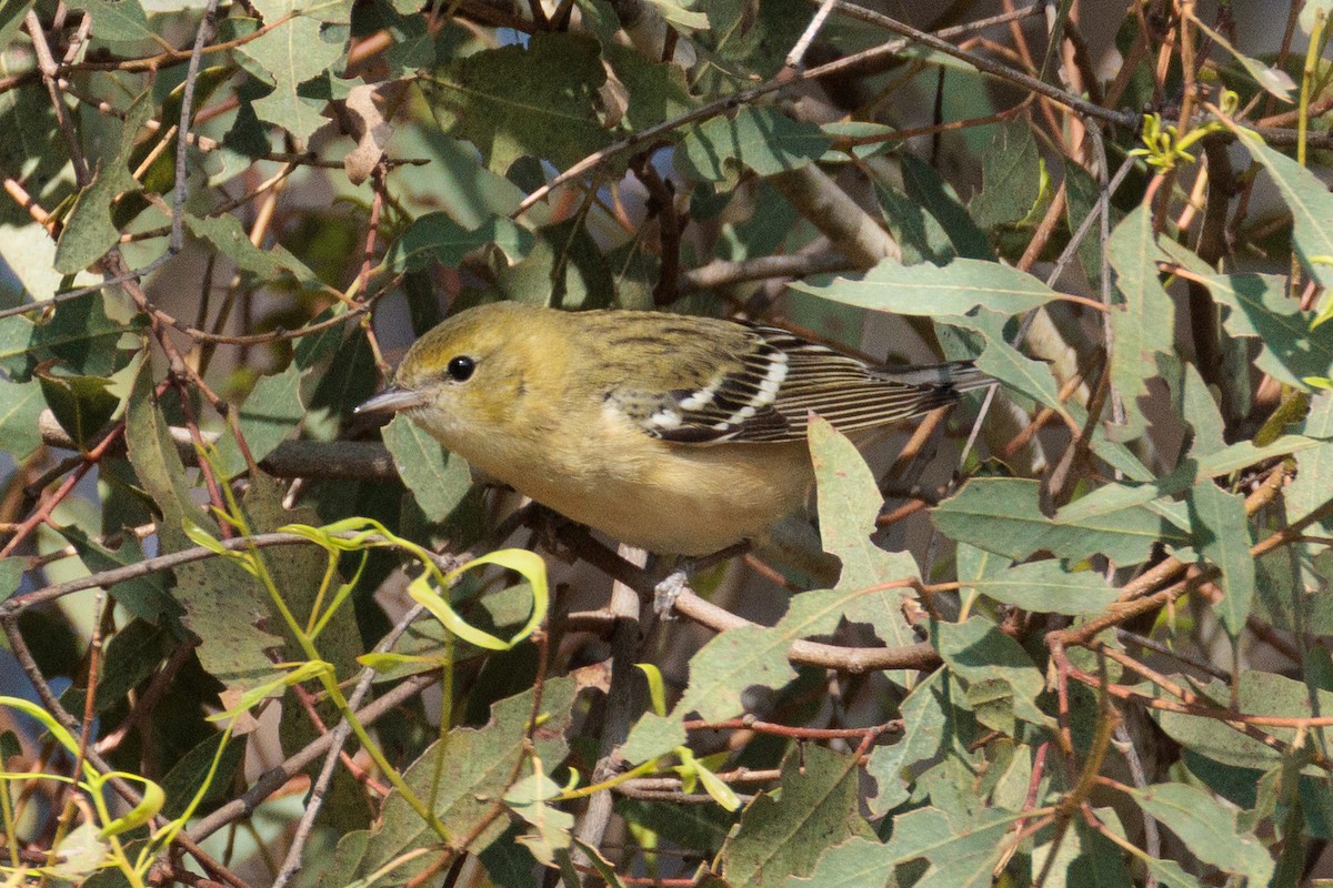 Bay-breasted Warbler - ML646076291
