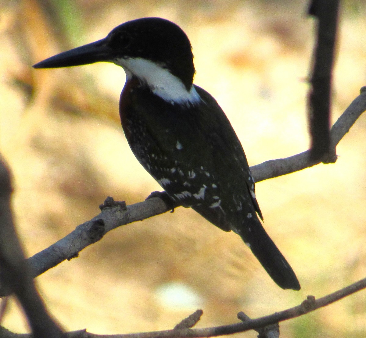 Green Kingfisher - ML646076293
