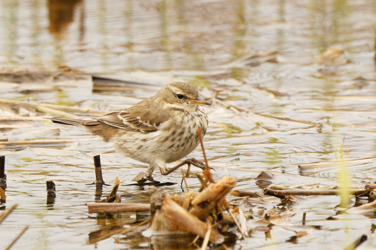 Water Pipit - ML646076294