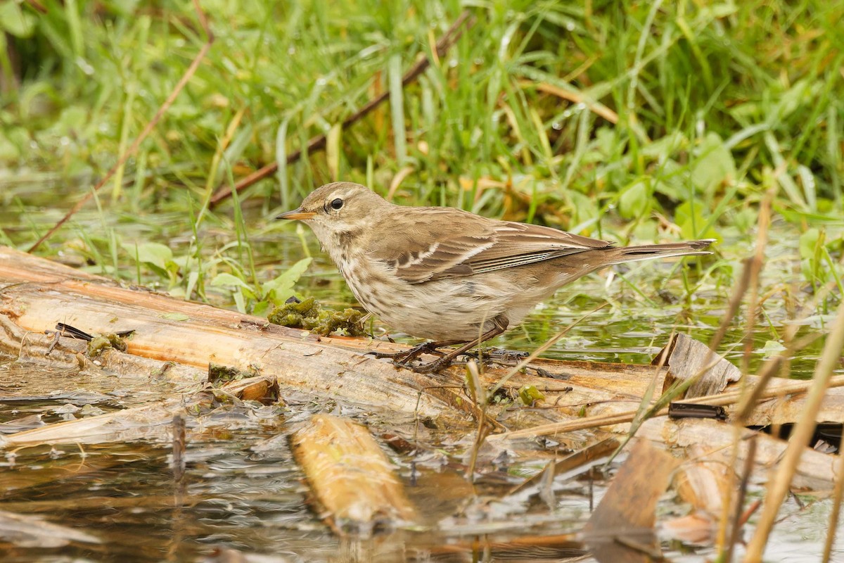 Water Pipit - ML646076295