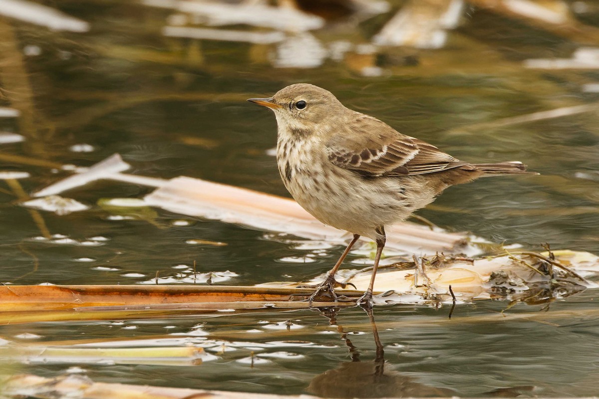 Water Pipit - ML646076296