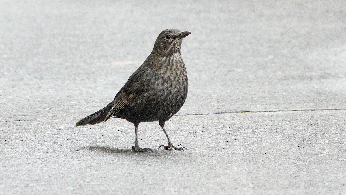 Eurasian Blackbird - ML646076303