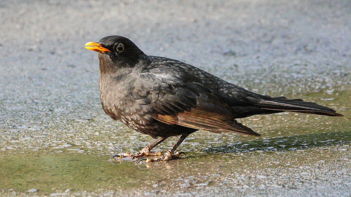 Eurasian Blackbird - ML646076304