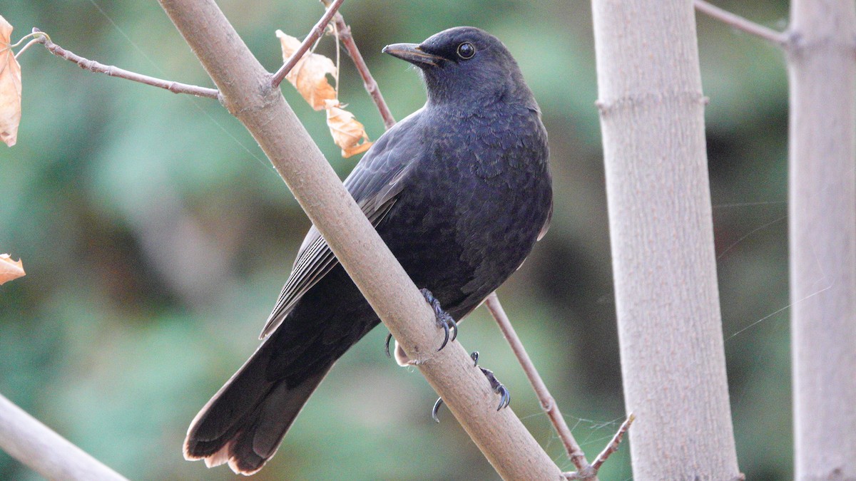 Eurasian Blackbird - ML646076305