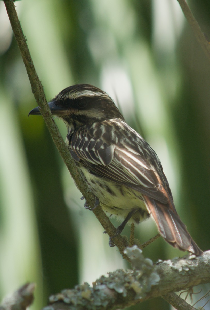Streaked Flycatcher - ML646076306