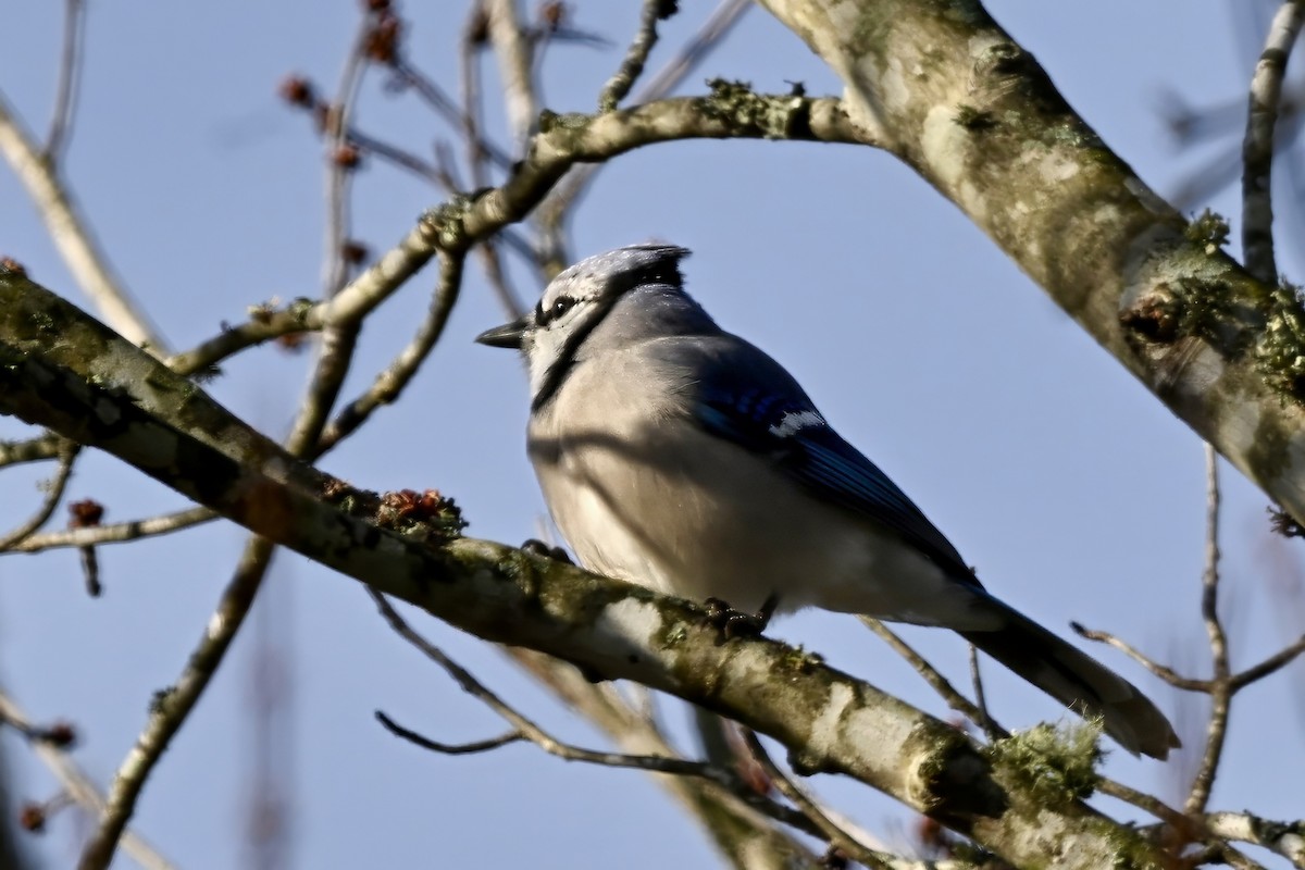 Сизойка блакитна - ML646076308