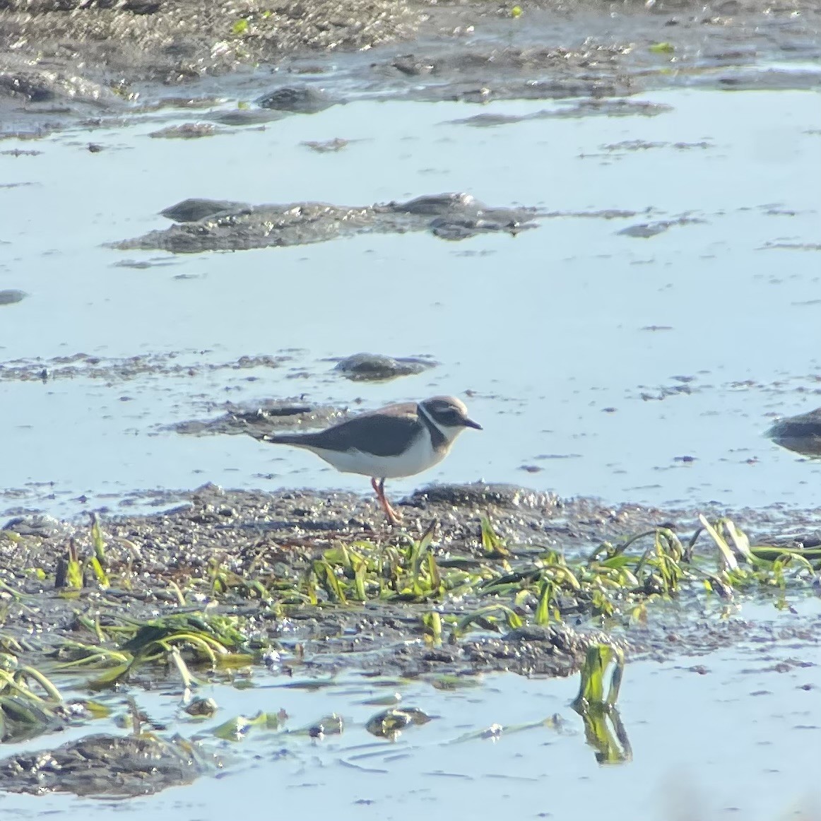 Хүзүүвчит хиазат - ML646076311