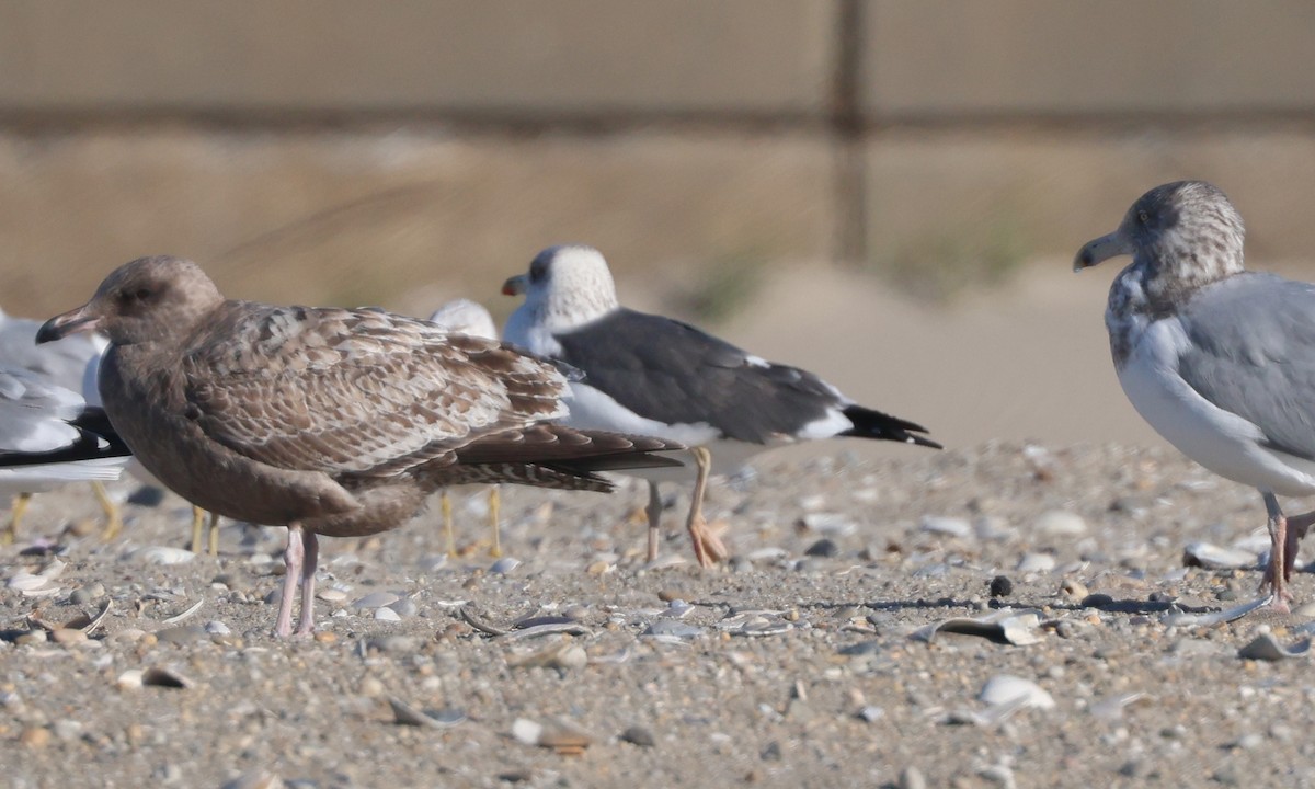 Zafferano - ML646076312