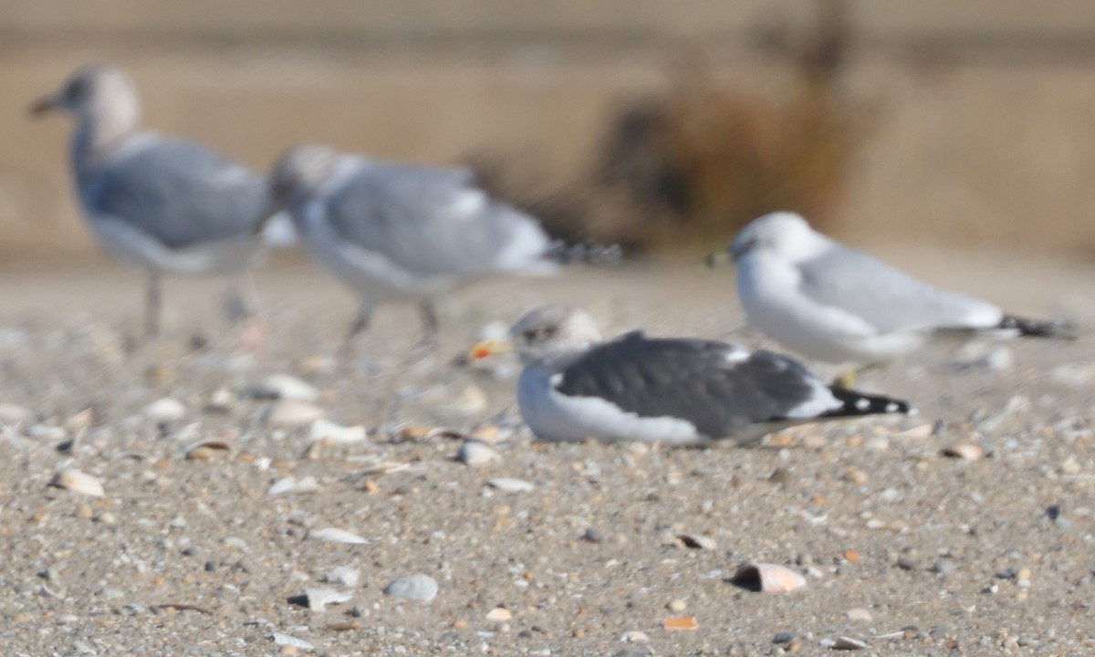 Zafferano - ML646076313