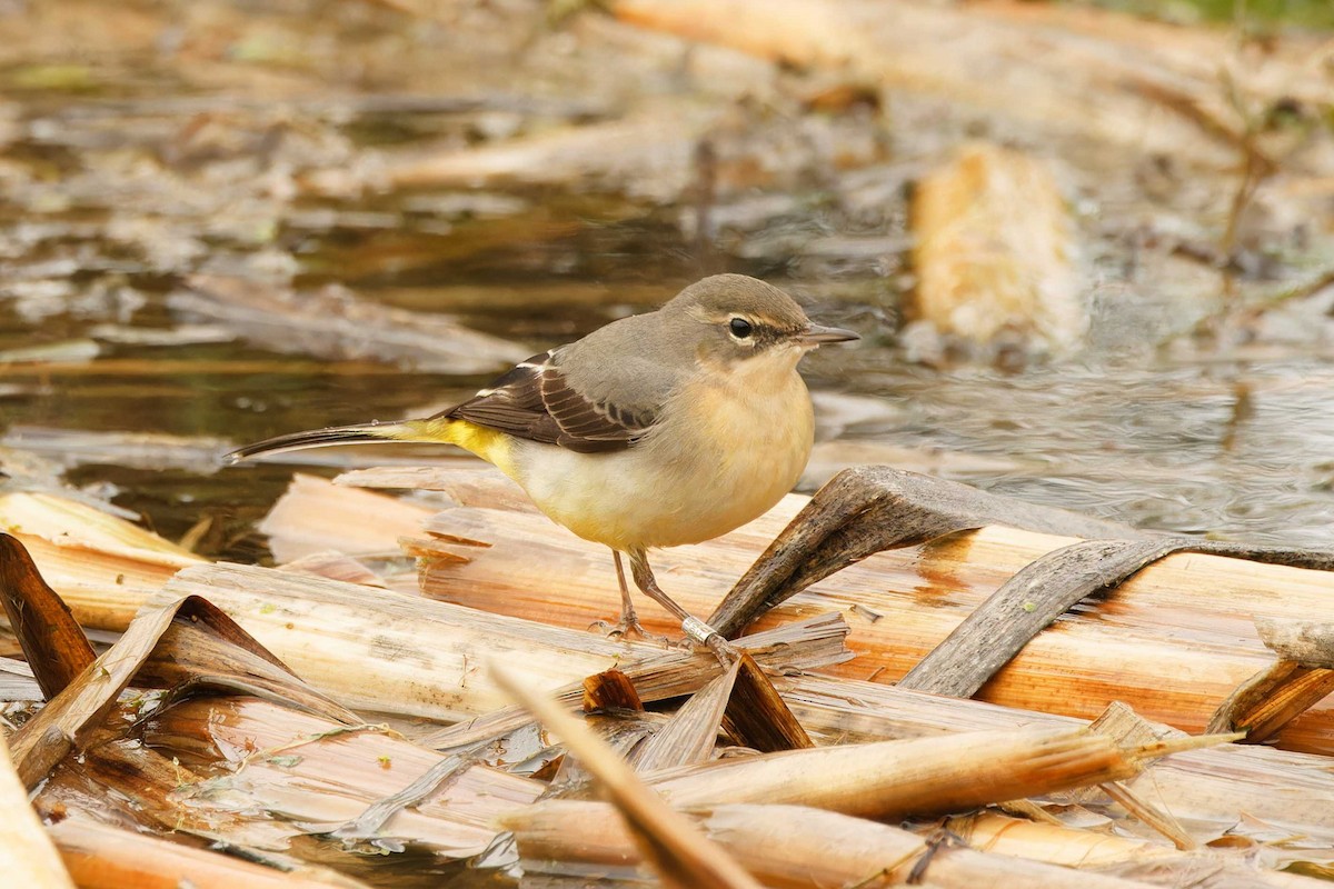 Gray Wagtail - ML646076314