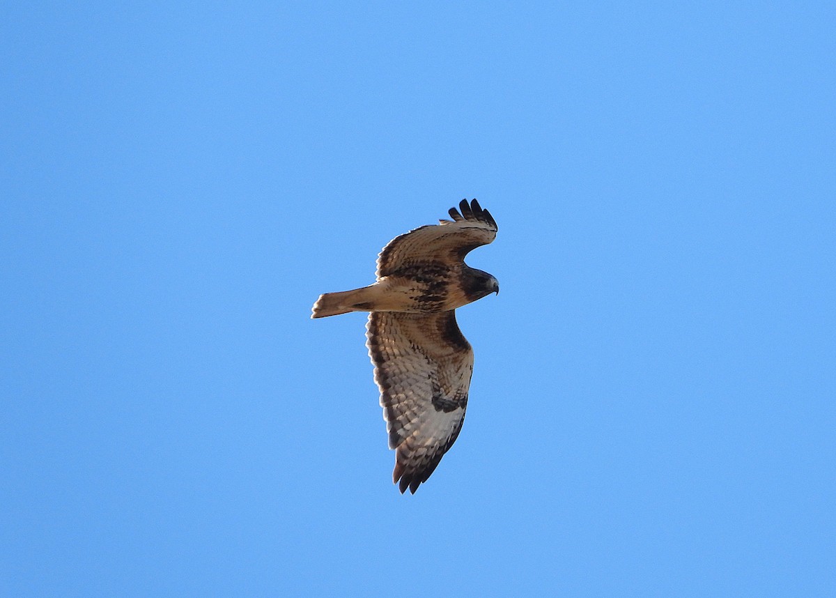 Red-tailed Hawk - ML646076332