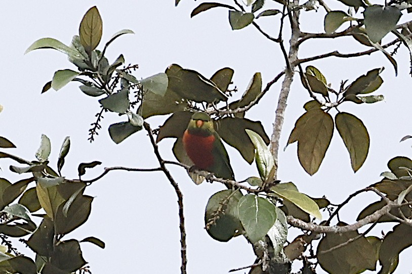 Yellow-billed Lorikeet - ML646076335
