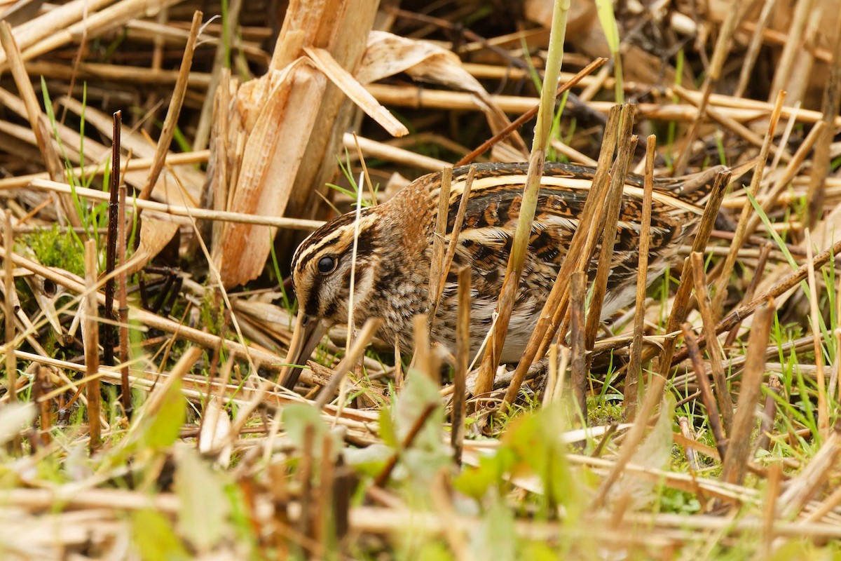 Agachadiza Chica - ML646076337